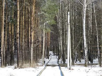 Арзамас лесная