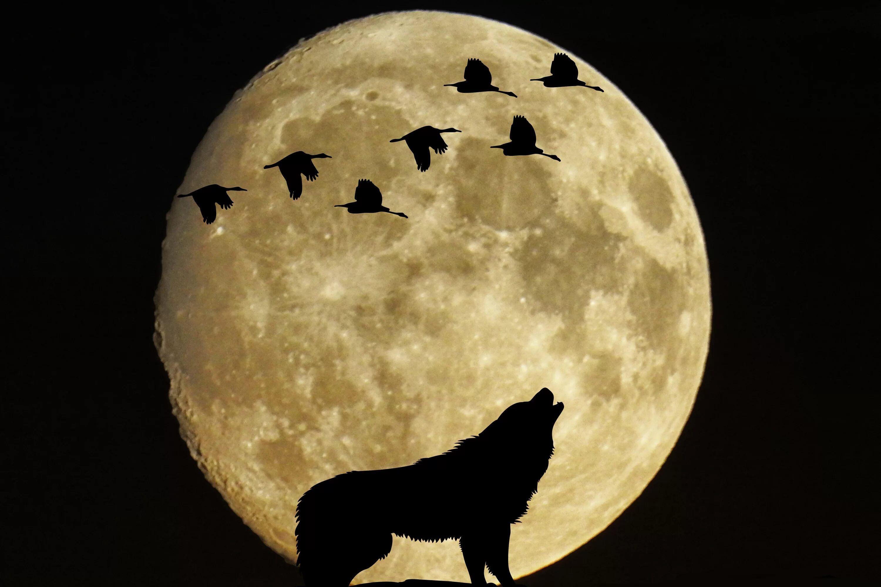 Какое животное облетело луну. Полнолуние. Луна полнолуние. Волк и Луна. Луна фон.