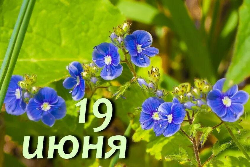 Дата 19 июня. 19 Июня день.