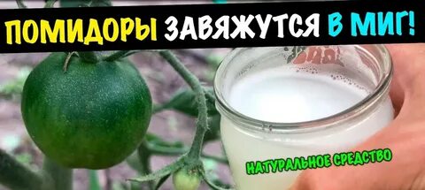 Помидоры от фитофторы молоко