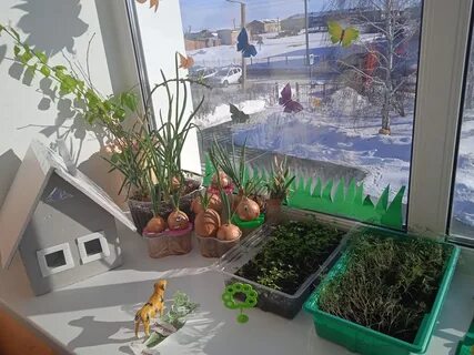 Мини сад на подоконнике в детском саду