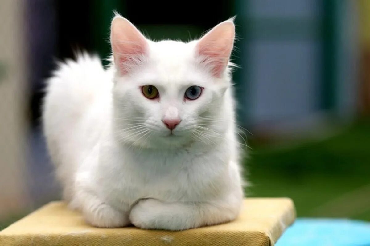 турецкий ван. турецкий ван короткошерстный. ванская порода кошек что любят делать. ванская порода кошек что любят делать. турецкий ван.