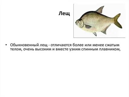 Чем отличается лещ от подлещика