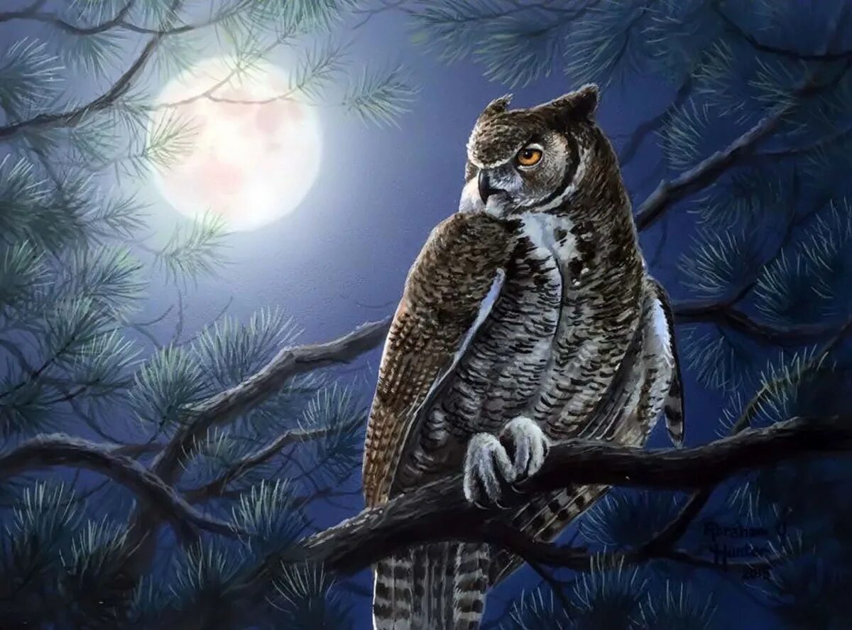 (night owl). Бородатая неясыть меланист. Филин ночью. Сова ночью. Сова ночью.