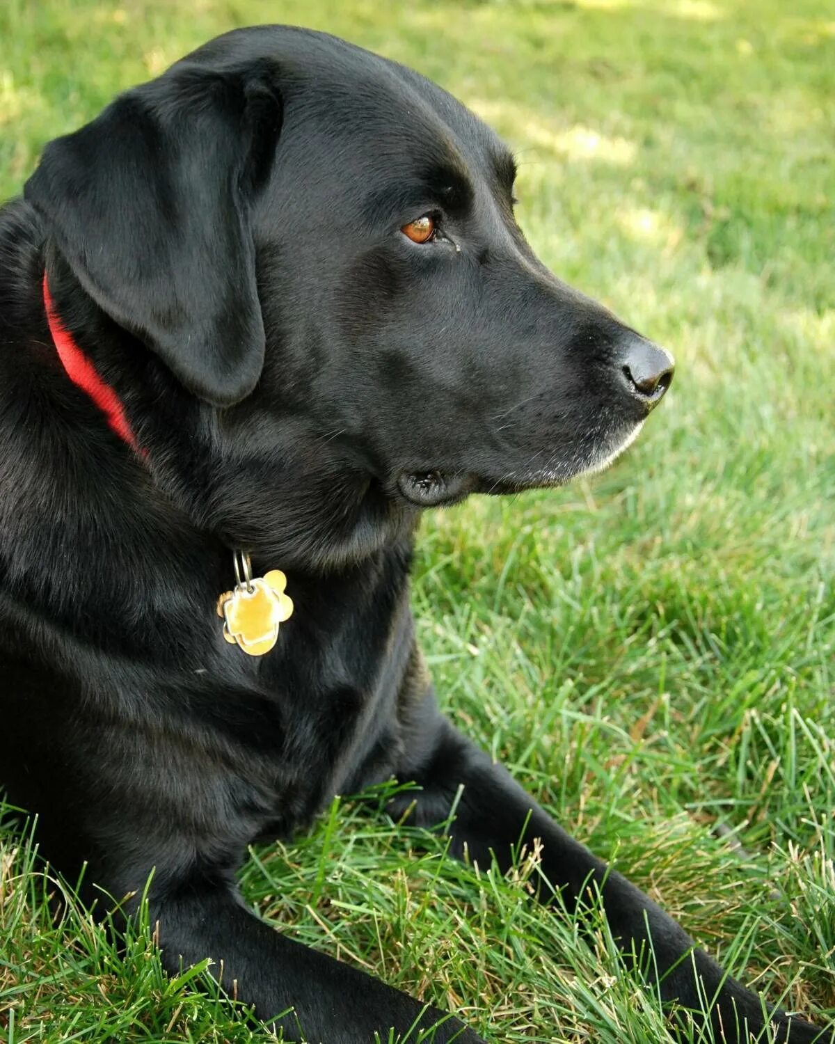 Название собак породы лабрадор. Лабрадор ретривер. Лабрадор-ретривер (Labrador Retriever).. Канадский лабрадор ретривер. Черный лабрадор ретвилер.