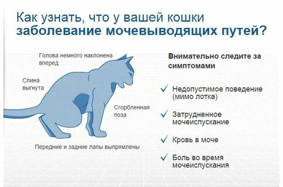 Цнс кошки