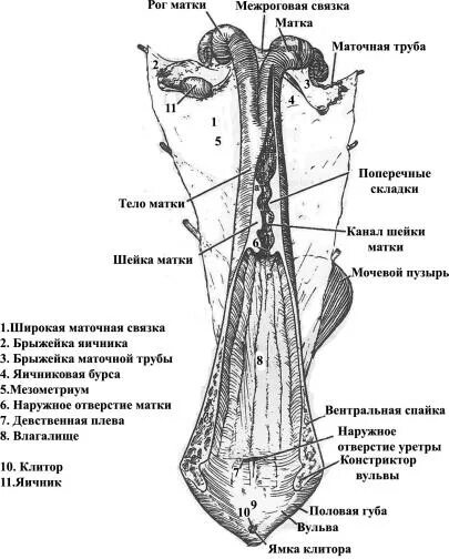 Женские половые органы животных. Строение половых органов коровы анатомия. Анатомия половых органов самки КРС. Строение влагалища коровы. Анатомия репродуктивной системы коровы.