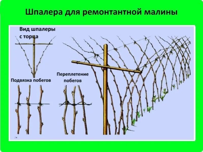 Схема посадки ремонтантной малины. Подвязка ремонтантной малины. Подвязка ремонтантной малины на шпалере. Схема посадки малины на шпалере. Ежемалина посадка и уход в открытом грунте