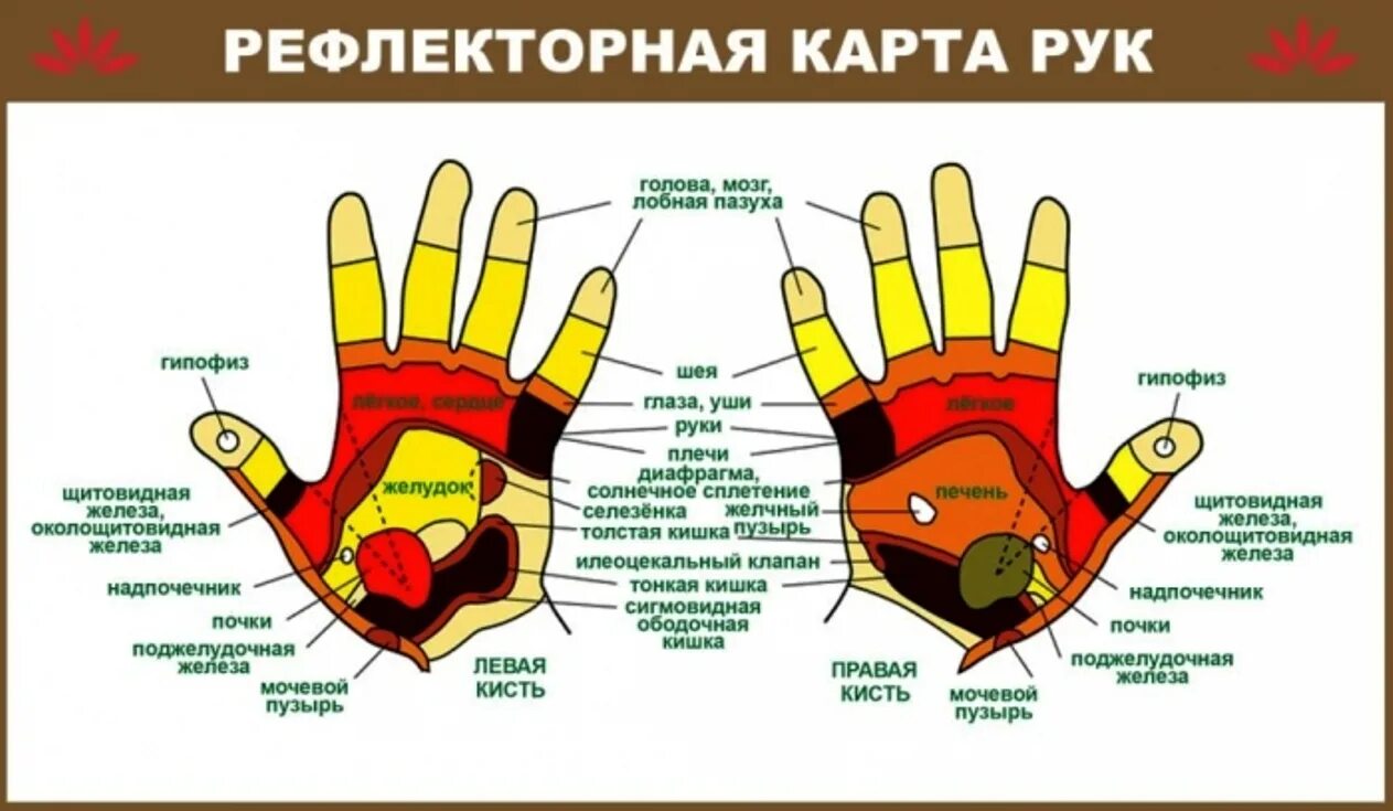 левый мизинец какой орган
