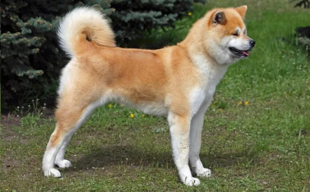 Японская собака 4 буквы. Акита-ину. Порода Акита ину. Японская Акита ину. Порода Хатико Акита-ину.