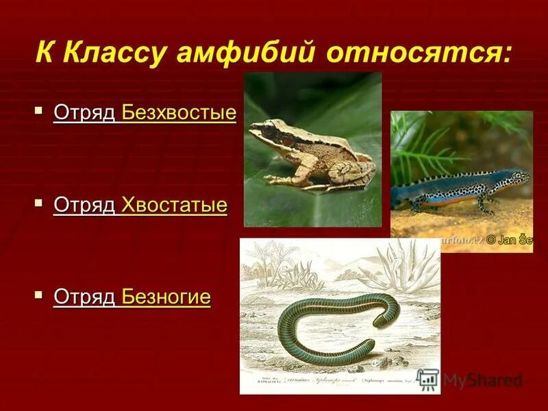 таблица отряд безногие хвостатые бесхвостые. классу амфибии относится. классу амфибии относится. представители земноводных 7 класс биология. примеры земноводных животных.