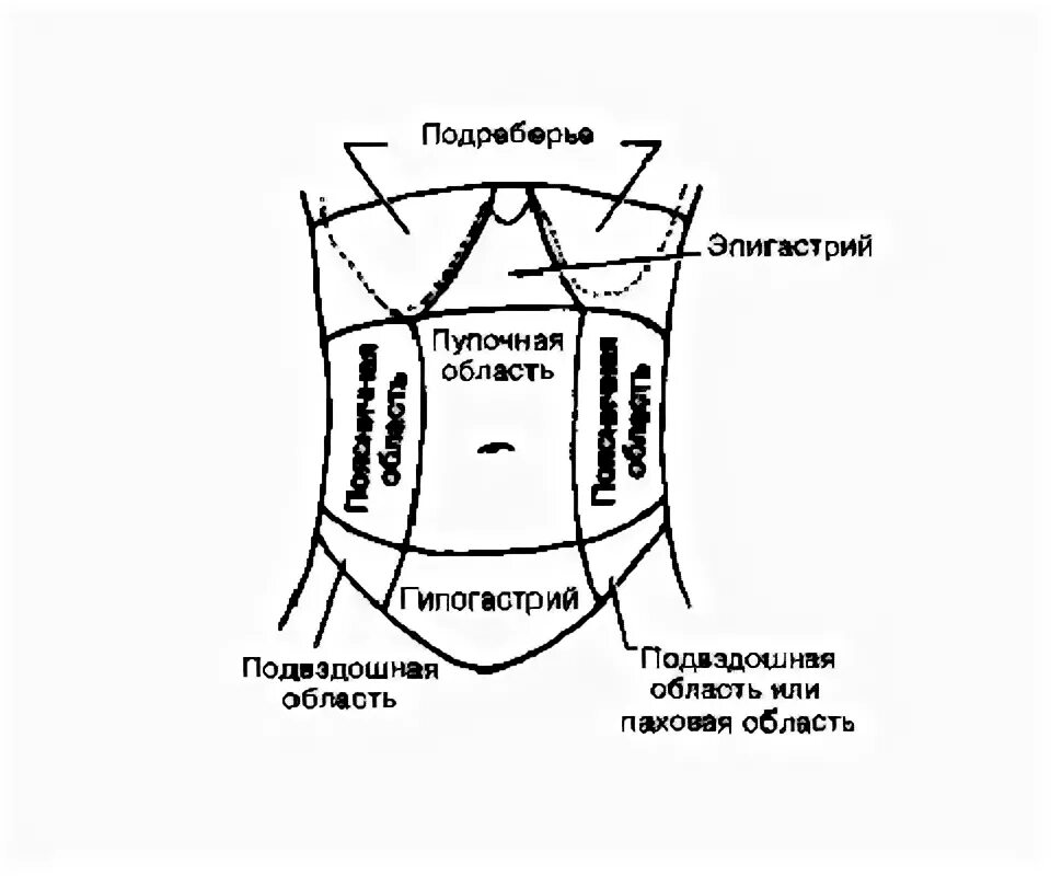 Надлобковая область у мужчин. Эпигастрий. Области живота эпигастрии. Надчревная область живота. Гипогастральная область.