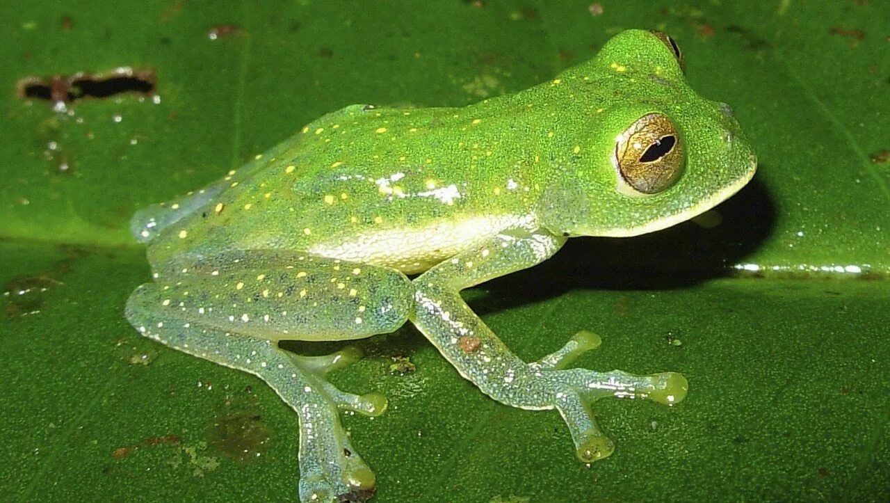 Incilius periglenes. Лягушка крабоед. Древолазы бесхвостые земноводные. Цветные лягушки. Пегая квакша.