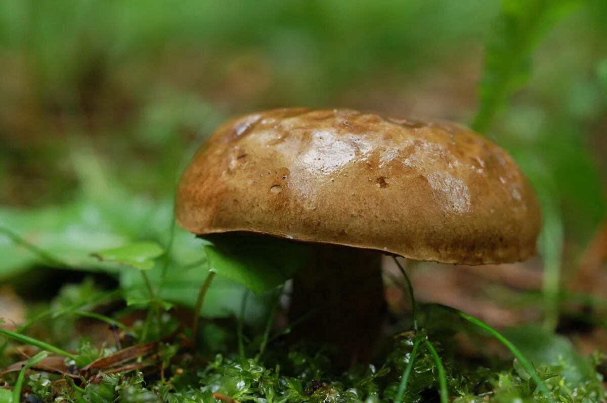 подосиновик тополевый фото. мухомор белоруссия съедобные. Russula spp грибы беларуси. белорусские грибы. грибы беларусь фото.