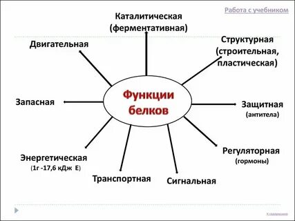 Функции белка химия