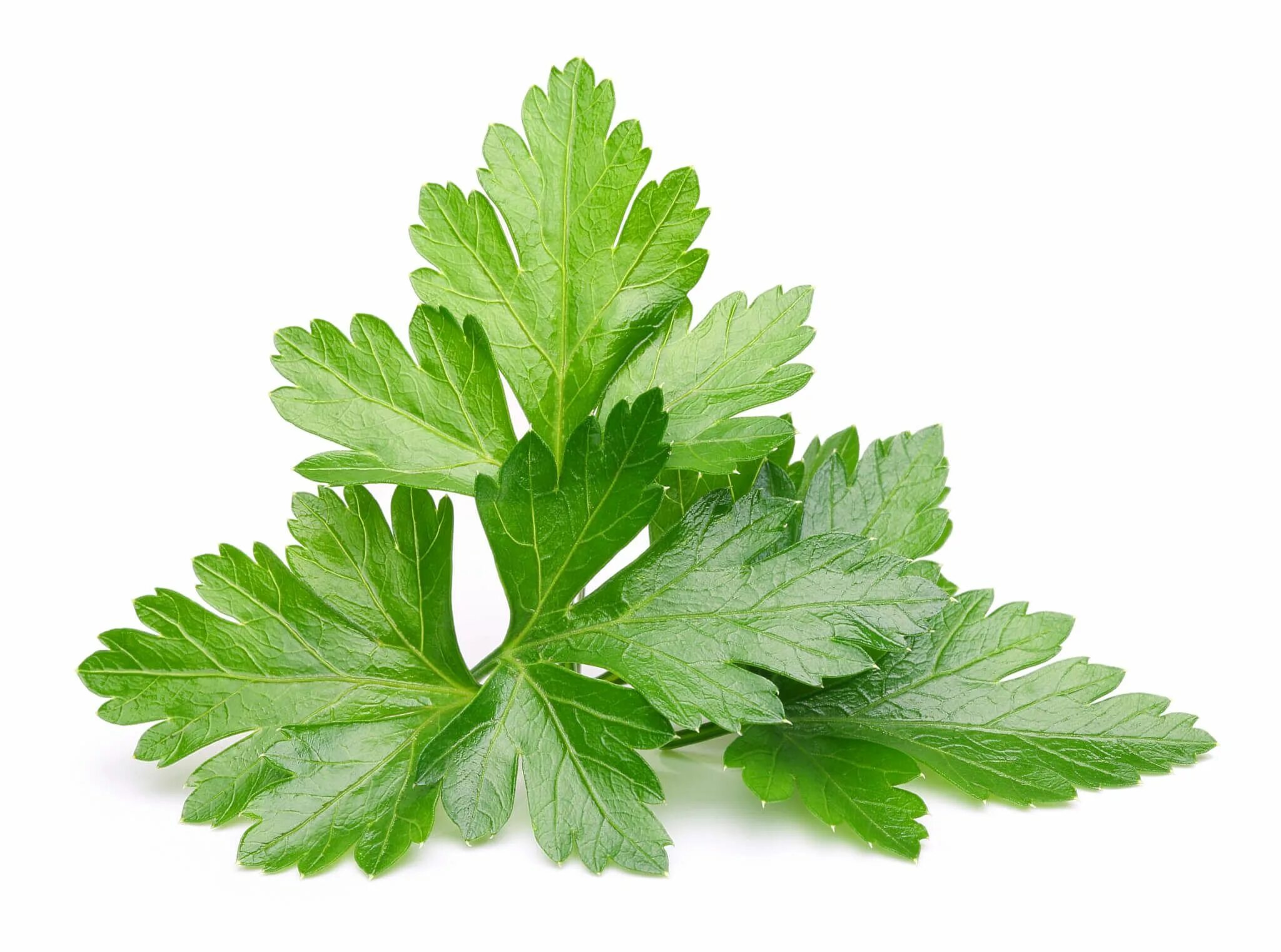 Пучок кинзы. Петрушка кучерявая обыкновенная. Петрушка огородная. Листик петрушки. Лист петрушки gyu.
