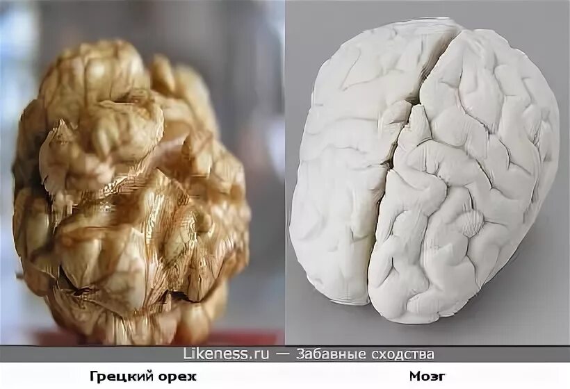 Грецкий орех похож на мозг. Грецкий орех и мозг человека. Мозг размером с грецкий орех. Форма грецкого ореха похожа на мозг.