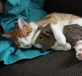 Кот собака и хомяк