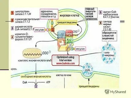 Синтез и транспорт углеводов и липидов
