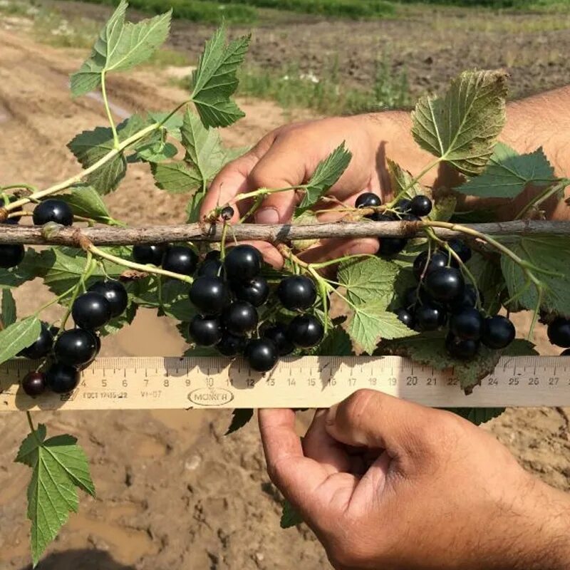 Какой сорт самой крупной смородины. Смородина Литвиновская. Смородина Литвиновская описание. Смородина черная ядреная. Смородина черная Литвиновская.