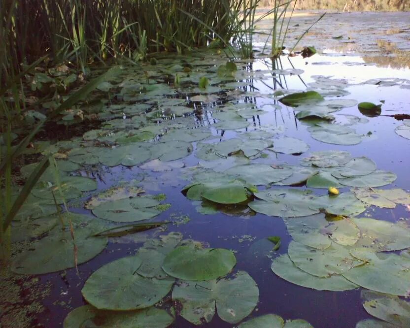 болота образуются. торфяные болота чувашии. болото аптекарский огород. заросший пруд с кувшинками. не то озеро не то болото.