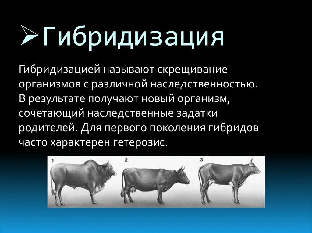 Отдаленная гибридизация в животноводстве. Отдалённая гибридизация. Гибридизация в селекции. Гибридизация животных презентация.