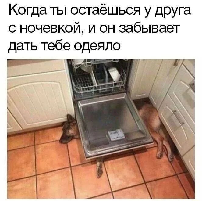 Просятся ночевать. Дети спят в палатке. Кот который постоянно просится назад. Мем когда в гостях не дали одеяло. Мем когда в гостях не дали одеяло.