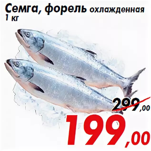 Форель девочка как отличить. Форель девочка как отличить