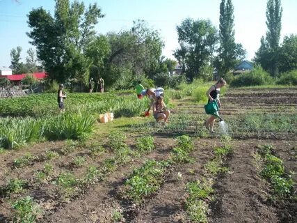 Пришкольный огород