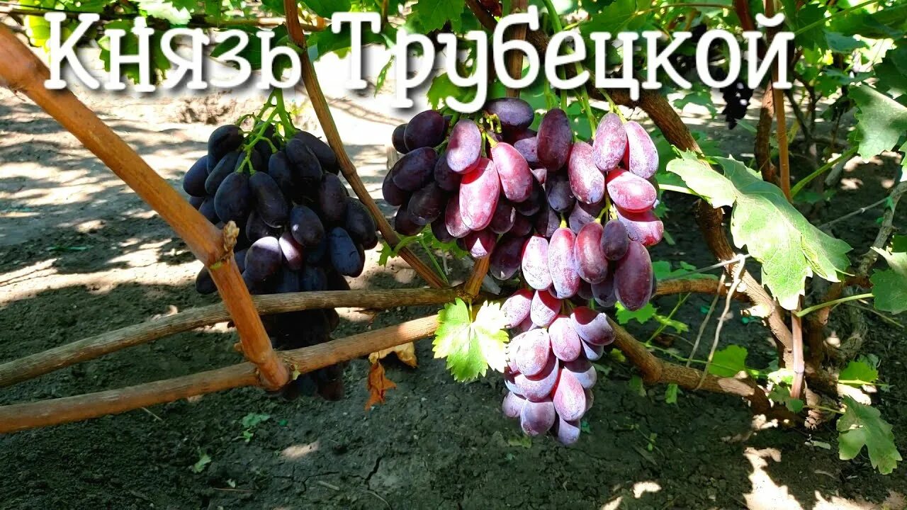 Виноград Князь Трубецкой описание сорта - фото - купить саженцы - Саженец.com.ua