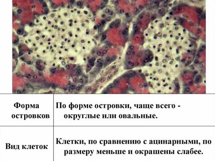 Синтезируются в клетках печени ответ