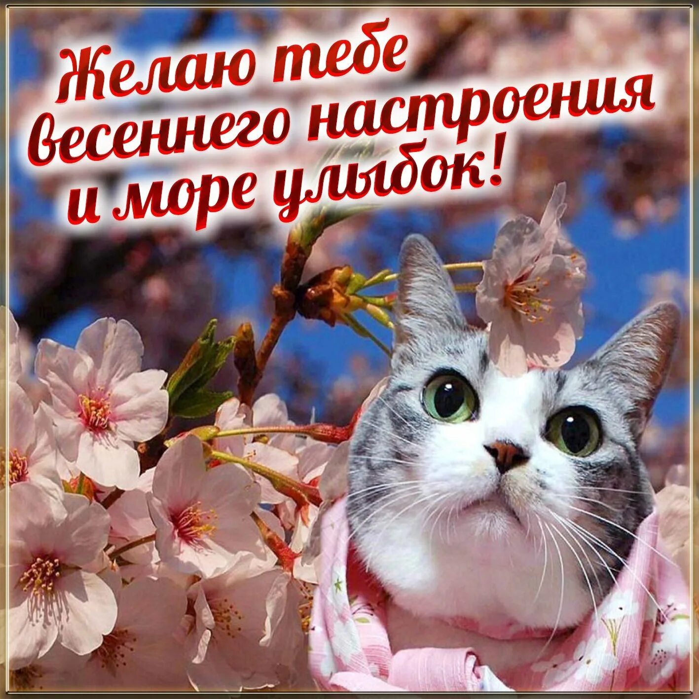 Картинки замечательного весеннего дня и прекрасного настроения. Весеннее настроение. весеннего настроения пожелания. хорошего весеннего дня. отличного дня весеннего настроения.