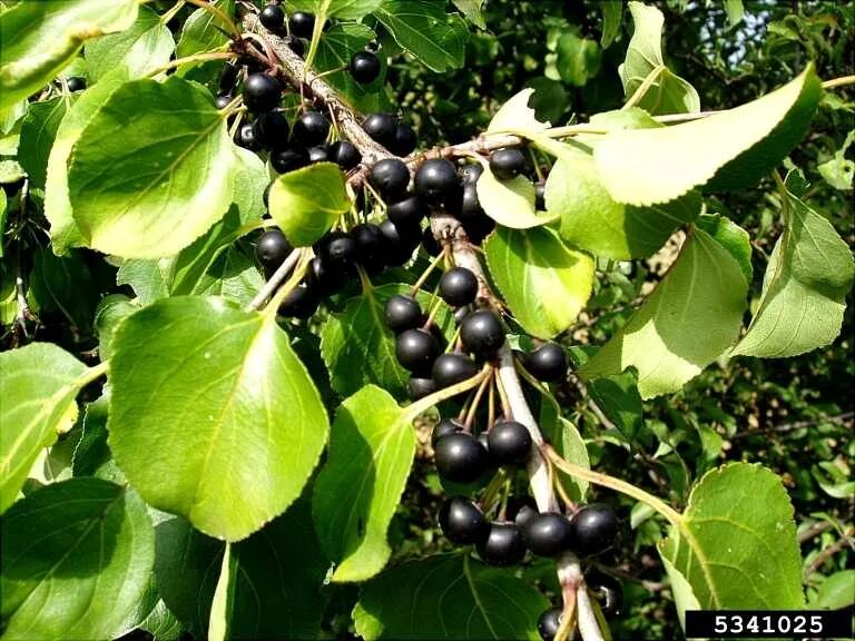 Жостер слабительный. Жостер слабительный (rhamnus cathartica). крушина слабительная (rhamnus cathartica). жостер слабительный крушина. жостер слабительный (rhamnus cathartica) дерево.