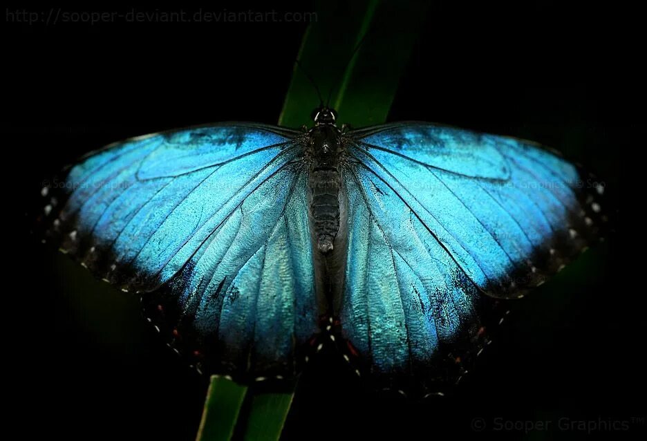 Песни бабочка ночь. Ночная бабочка Мэвл. Бабочка ночью. Мотылек ночью. Голубая ночная бабочка.