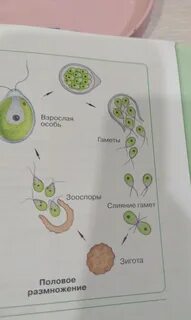 Жизненный цикл зооспор