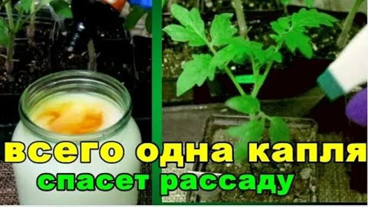 Подкармливание рассады томатов йодом. Рассада томатов подкормка йодом. Удобрение с йодом для помидор. Рассада томатов полить молоком.