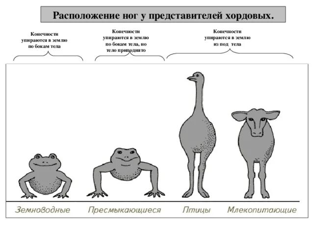 Лекция Развитие и строение осевого скелета и скелета