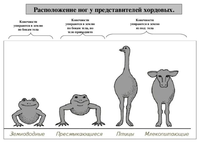 У млекопитающих в отличие от пресмыкающихся конечности. Схема расположения конечностей у земноводных. Какой Тип конечностей у рептилий. Расположение конечностей у пресмыкающихся. Расположение конечностей у позвоночных.