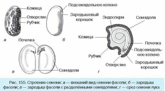 Семядоли и почечку. Семядоли подсемядольное колено. Зародышевая почечка что это такое из чего образуется. Гипокотиль (подсемядольное колено).