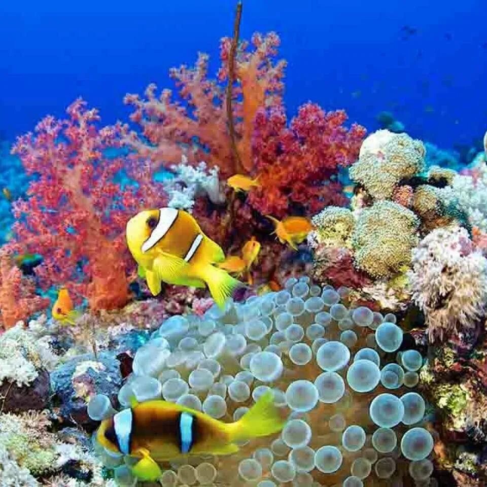 Отели шарма с коралловым рифом. Коралловый риф в Шарм Эль Шейхе. Шарм-Эль-Шейх подводный мир. Кораллы в Шарм Эль Шейхе. Снорклинг Шарм Эль Шейх.