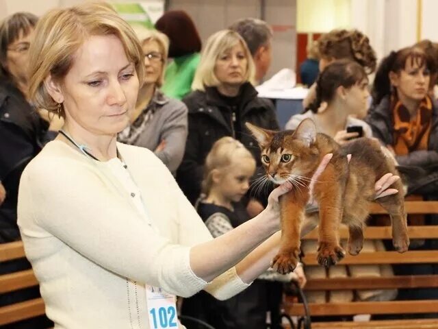 Баст омск. Выставка кошек. Выставка кошек Омск. Баст Москва выставка кошек. Выставка кошек показ.