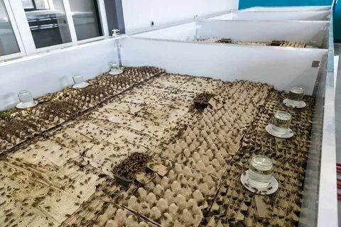 Разводить насекомых
