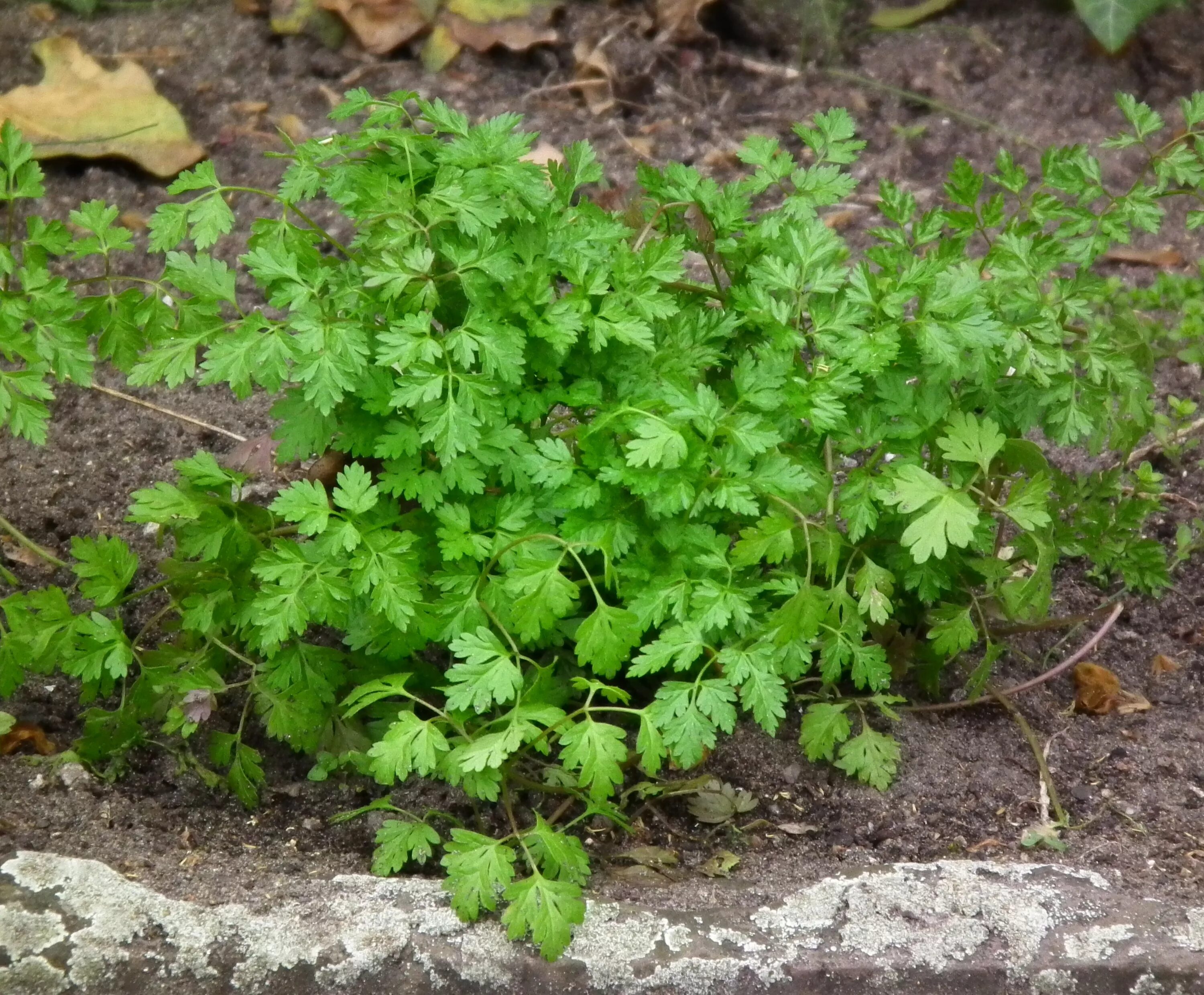 Дико пряный. Кервель ажурный ( Anthriscus cerefolium). Горная кинза кервель. Репный кервель. Горная кинза кирминдюк.