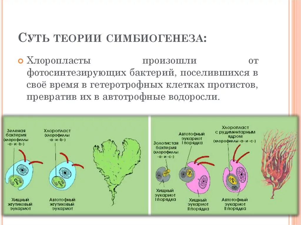 Сущность теории симбиогенеза. Теория симбиогенеза митохондрии. Доказательства теории Симбиогенез. Теория последовательных эндосимбиозов. Появление эукариотических организмов