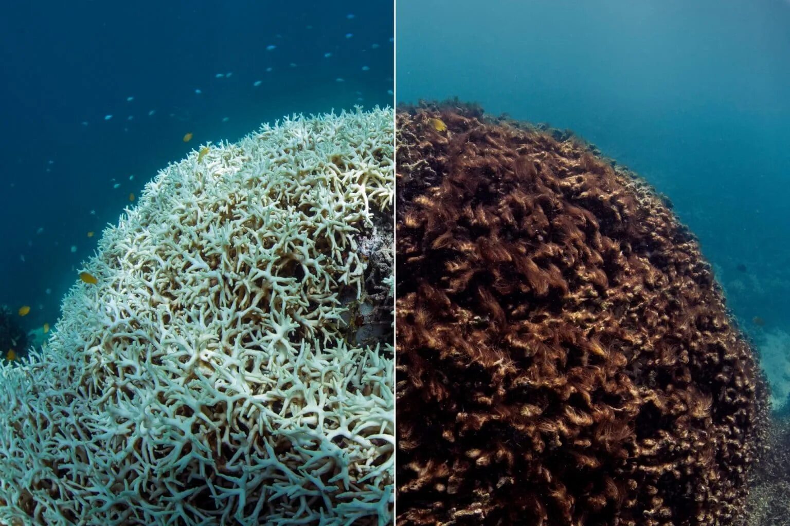 The coral has. Большой Барьерный риф мертвые кораллы. Большой Барьерный риф обесцвечивание. Большой Барьерный риф обесцвечивание кораллов. Большой Барьерный риф коралловые полипы Австралия.