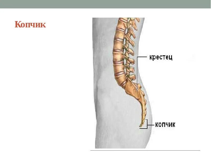 Значение копчика. Строение позвоночника и копчика. строение копчика вид сбоку. строение позвоночника крестца и копчика. копчик анатомия человека.