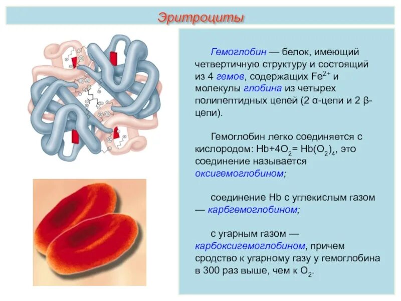 Какую функцию выполняет белок гемоглобин. Гемоглобин а 1 содержится в эритроцитах. гемоглобин состоит из гема и глобина. транспорт газов гемоглобин эритроцитов. эритроциты функция форма строение.