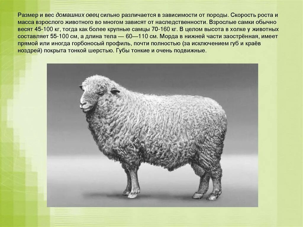Силен овцам. Овцеводство 3 класс окружающий мир. Окружающий мир овца. Овцеводство презентация. Овца для презентации.