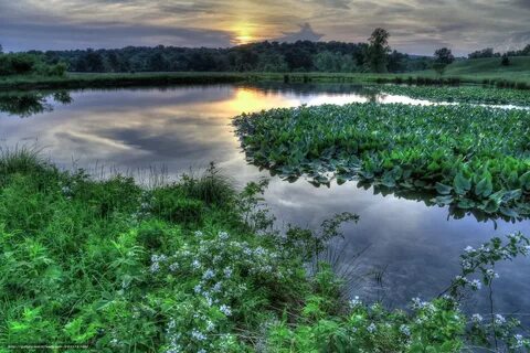 Rivers plants