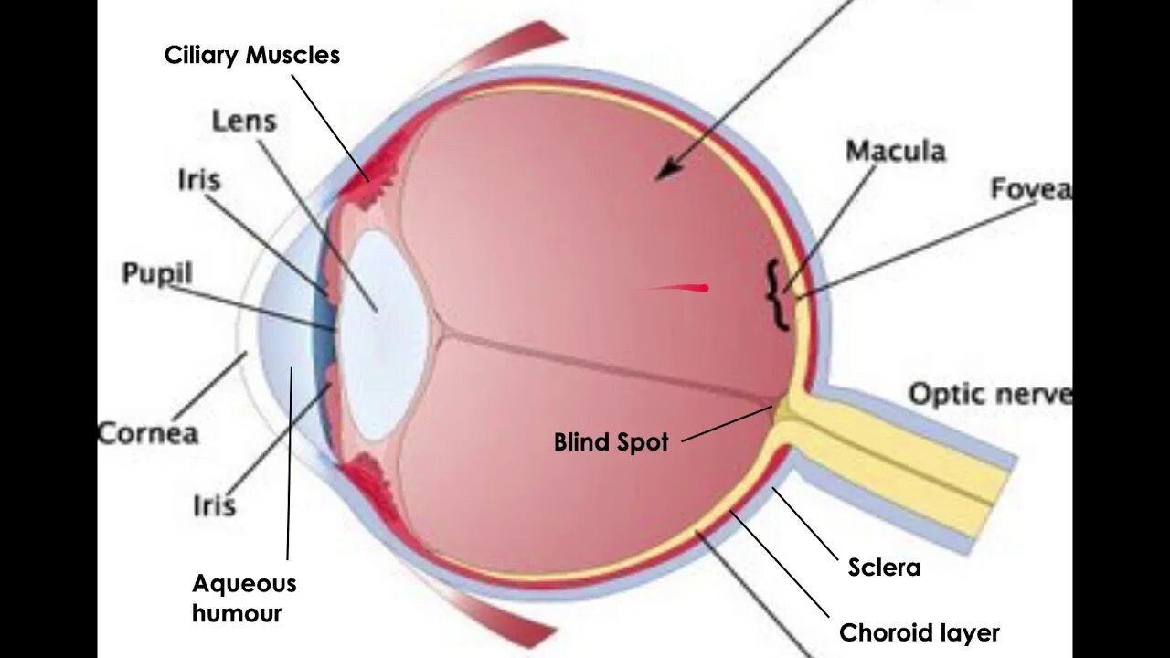 Строение глазного яблока анатомия. Строение глаза сетчатка роговица хрусталик. Склера сетчатка роговица. Строение глазного яблока человека рисунок. Сетчатка буква